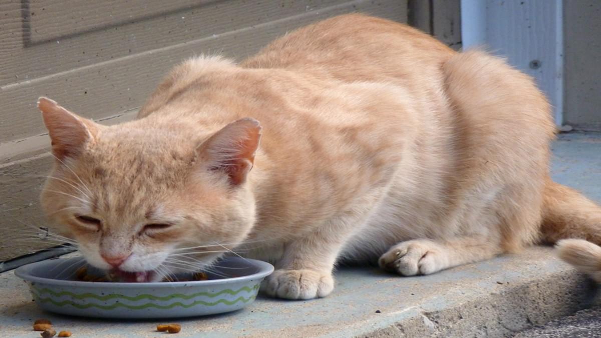 Wet vs. Dry Cat Food Which Is Best for Your Feline Friend