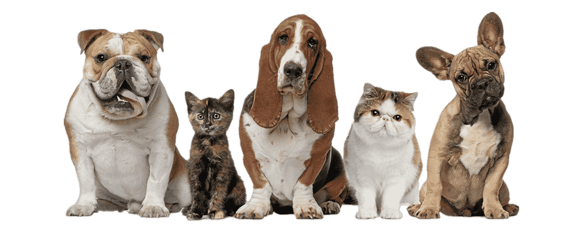 pet banner