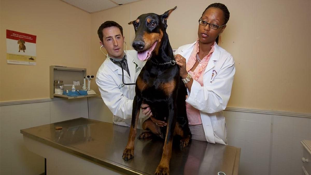 애완동물 수술 관리 마스터링