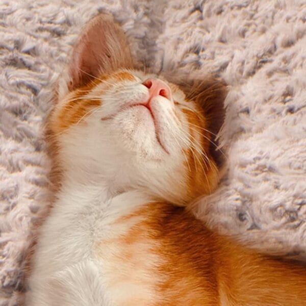 Cama redonda para gatos con funda