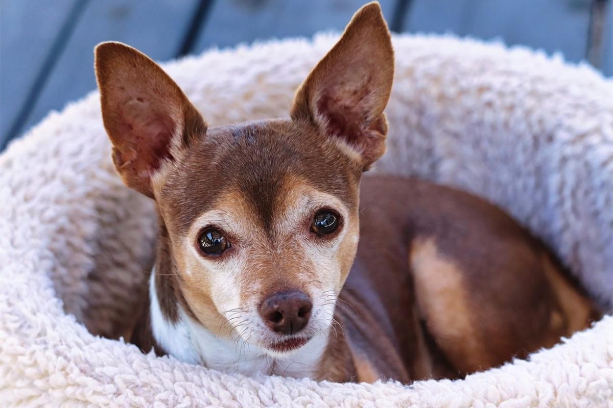 편안한 반려견 침대 선택을 위한 최고의 팁