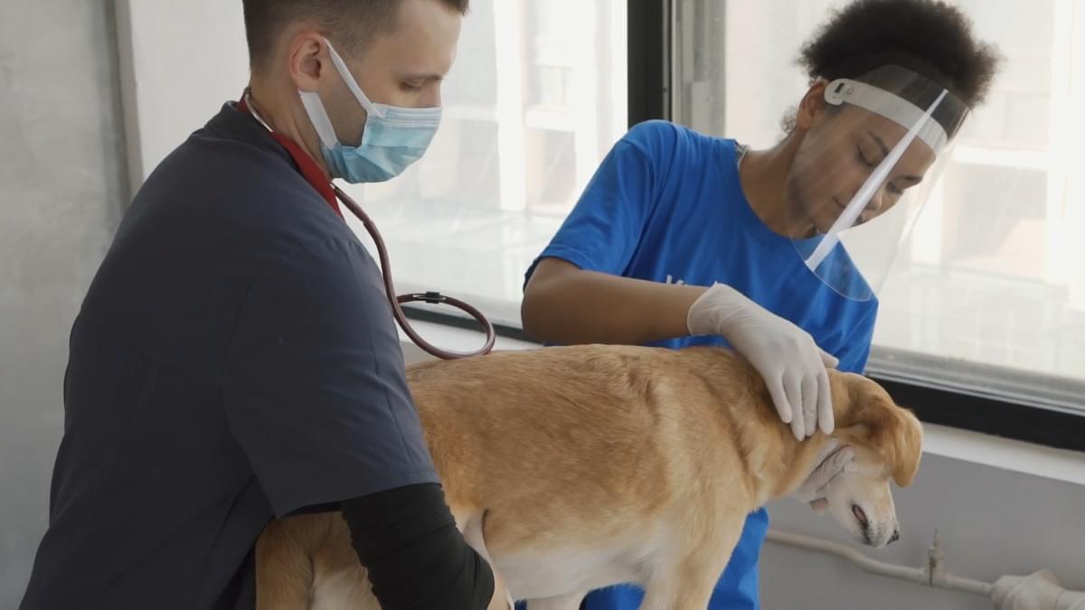 ペットの去勢手術：あなたの愛犬のための外科的不妊手術の総合ガイド