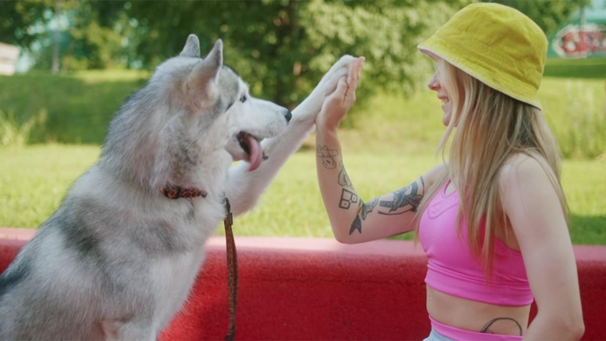 반려동물 의료 장비 진화에 대한 종합 가이드