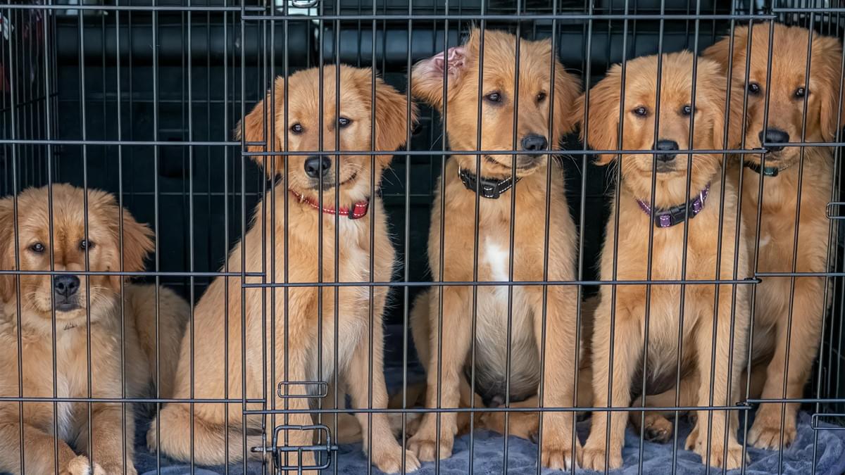 犬用ケージ：最適なものを選ぶための究極のガイド