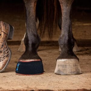 At Nalı Kırmızı Işık Terapisi Sargısı | Laminitis Bakımı